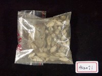 藏品(錐蜷螺類)的圖片